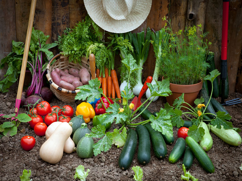 Nombreuses variétés de plants de légumes et de fruits