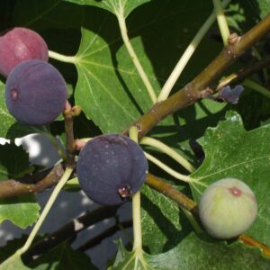 Figuier Violette Normande