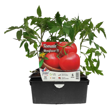 Tomate plant potager