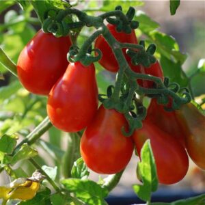 Plant de tomate poire rouge