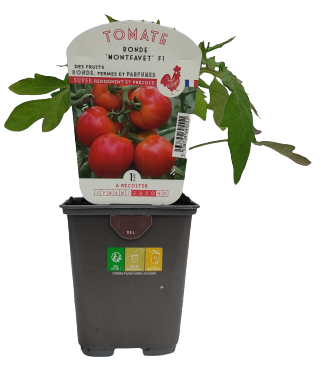 Tomate pot plant potager