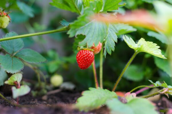 Fraise Ostara