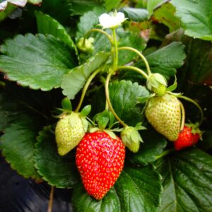 Framboisier nain sans épines - Vente Rubus idaeus 'Little Sweet Sister