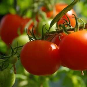 Tomate Pyros plant potager