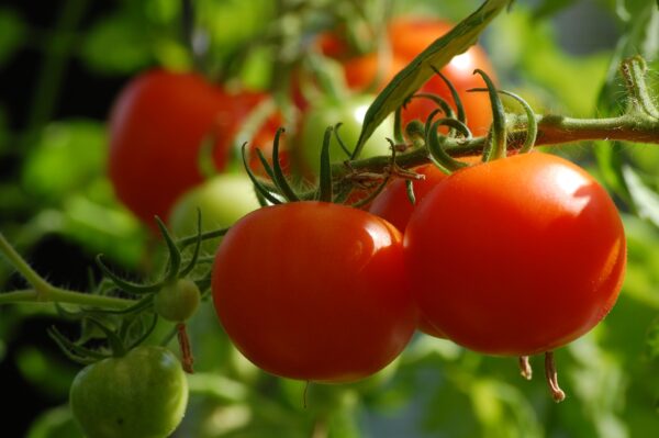 Tomate Pyros plant potager