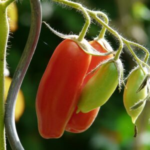 tomate andine cornue origine france