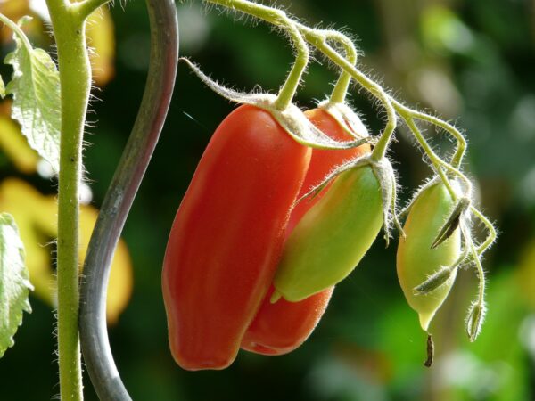 tomate andine cornue origine france