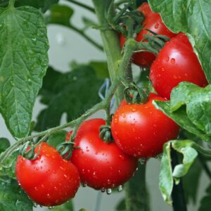 tomate carmello origine france