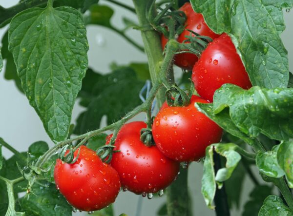 tomate carmello origine france