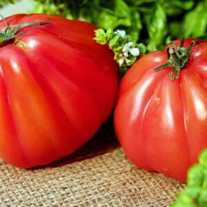 tomate corazon plant potager