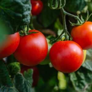 tomate paola origine france