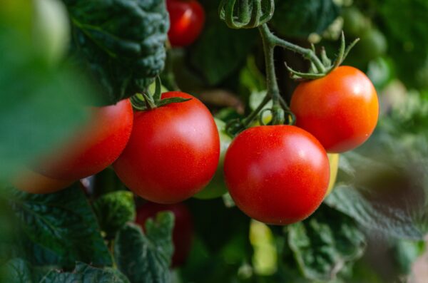 tomate paola origine france