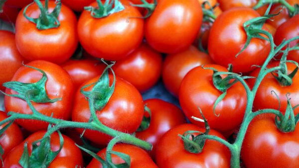 Tomate Fournaise France