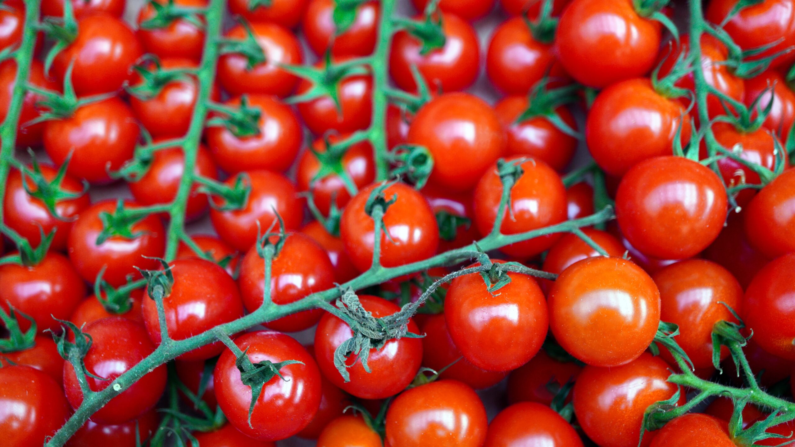 Tomate Cerise Sweet 100 origine France