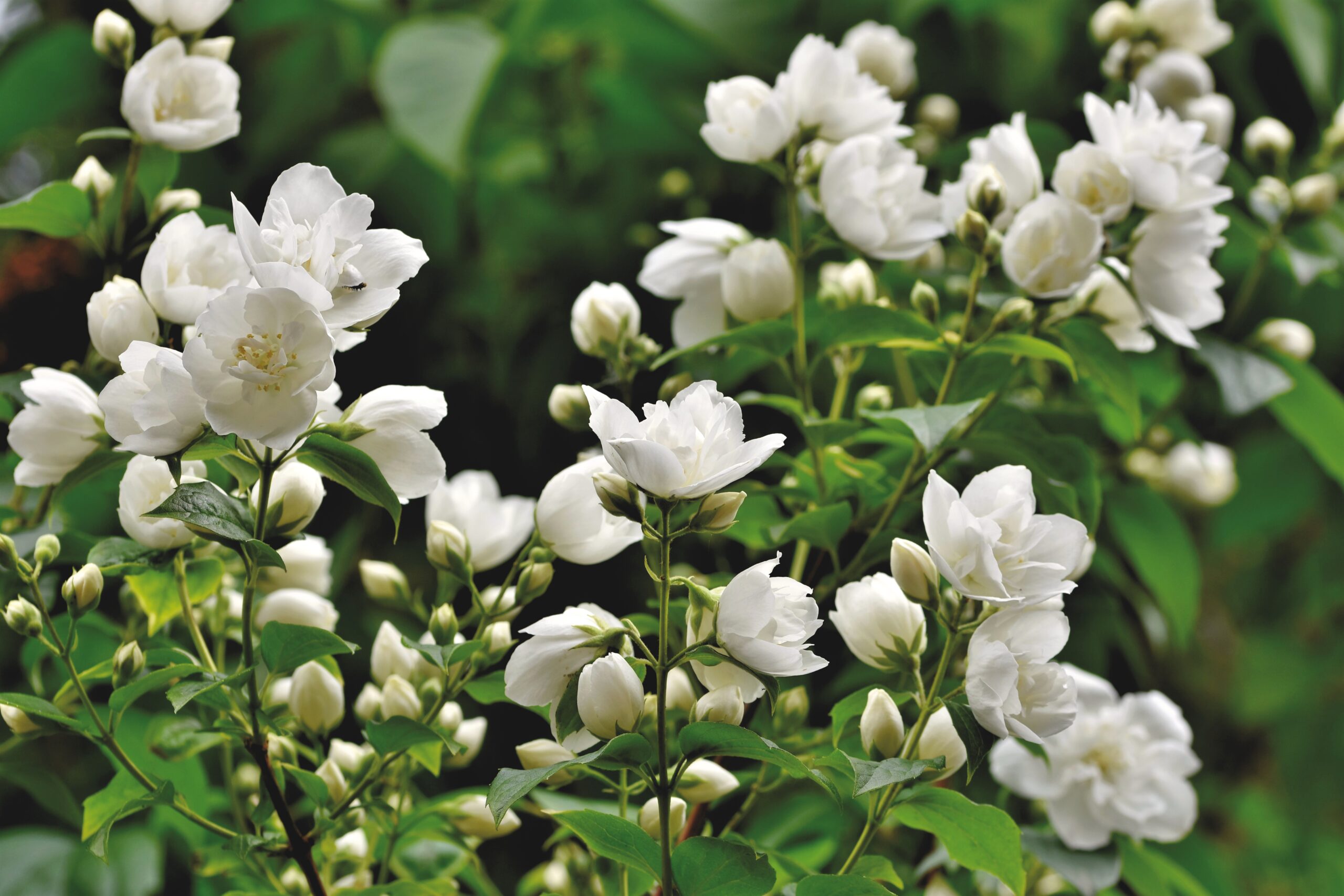 scent-of-jasmine-5267074
