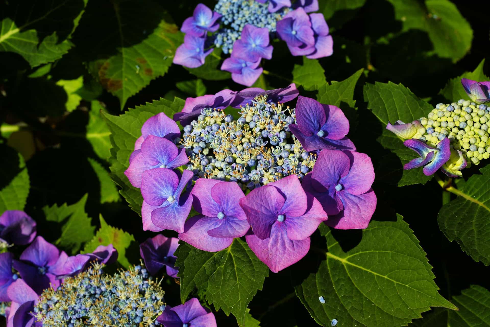 Photo Arbuste Hortensia