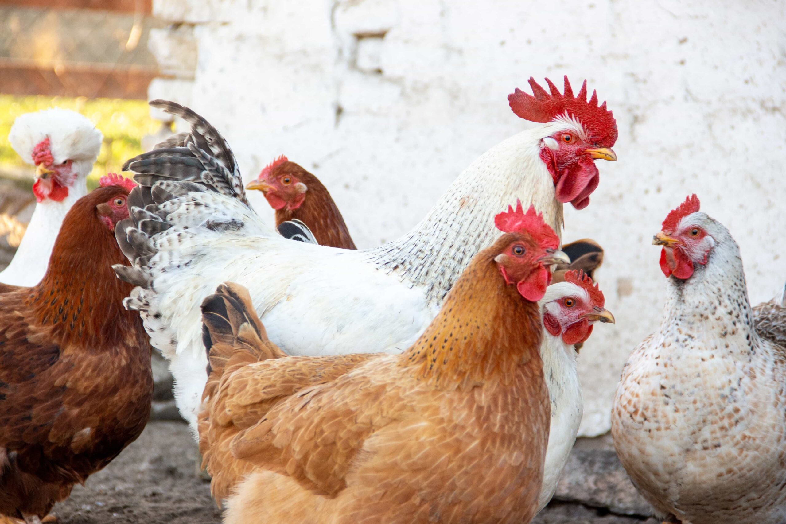 poules dans un poulailler