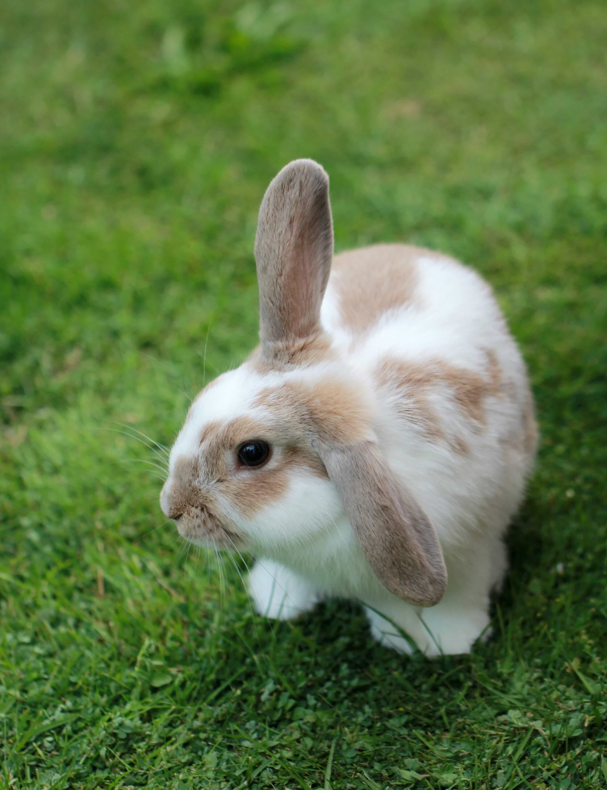alimentation et accessoires rongeurs lapin nain