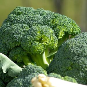 Choux brocoli légume