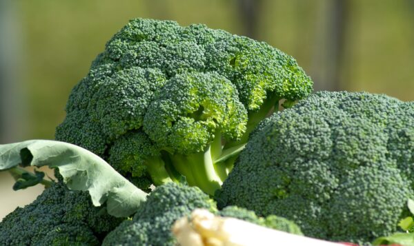 Choux brocoli légume