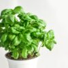 Basilic