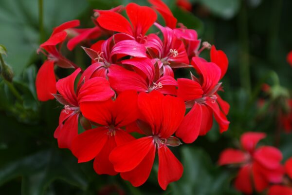 Géranium Lierre Simple rouge