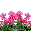 geranium zonal