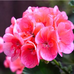 Geranium zonal plante fleurie