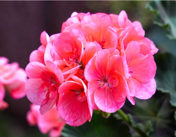 Geranium zonal plante fleurie