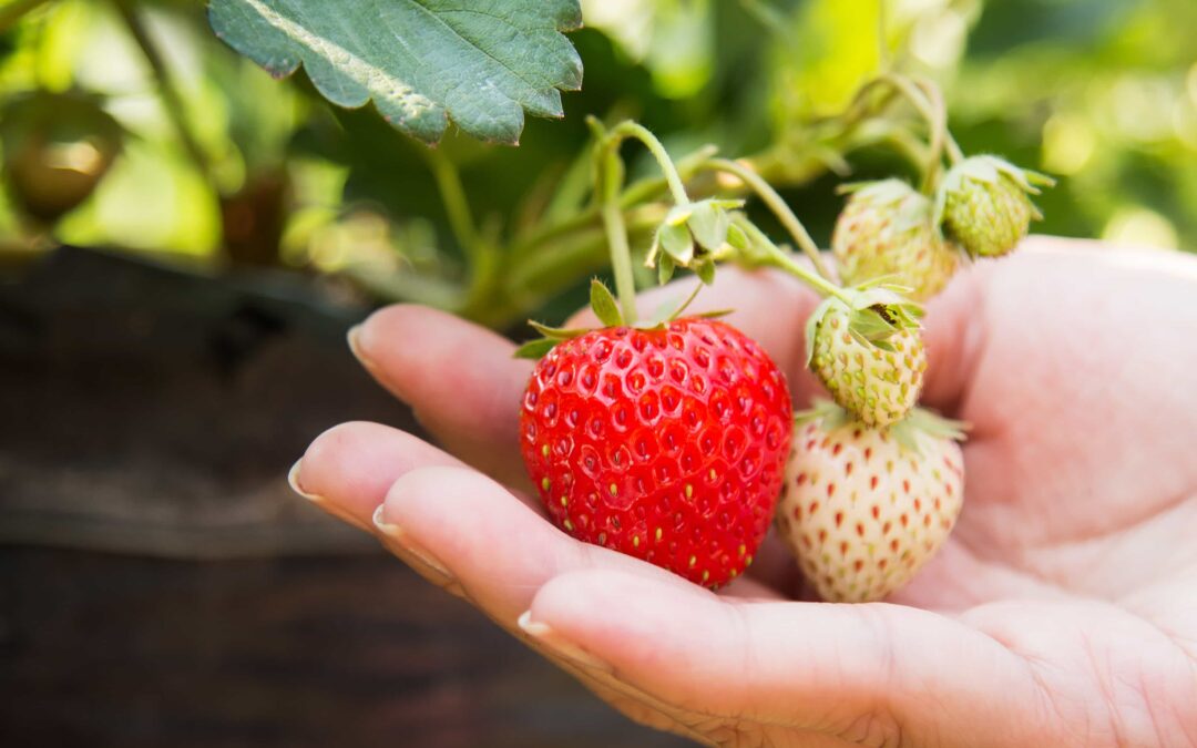 Plantation des fraisiers