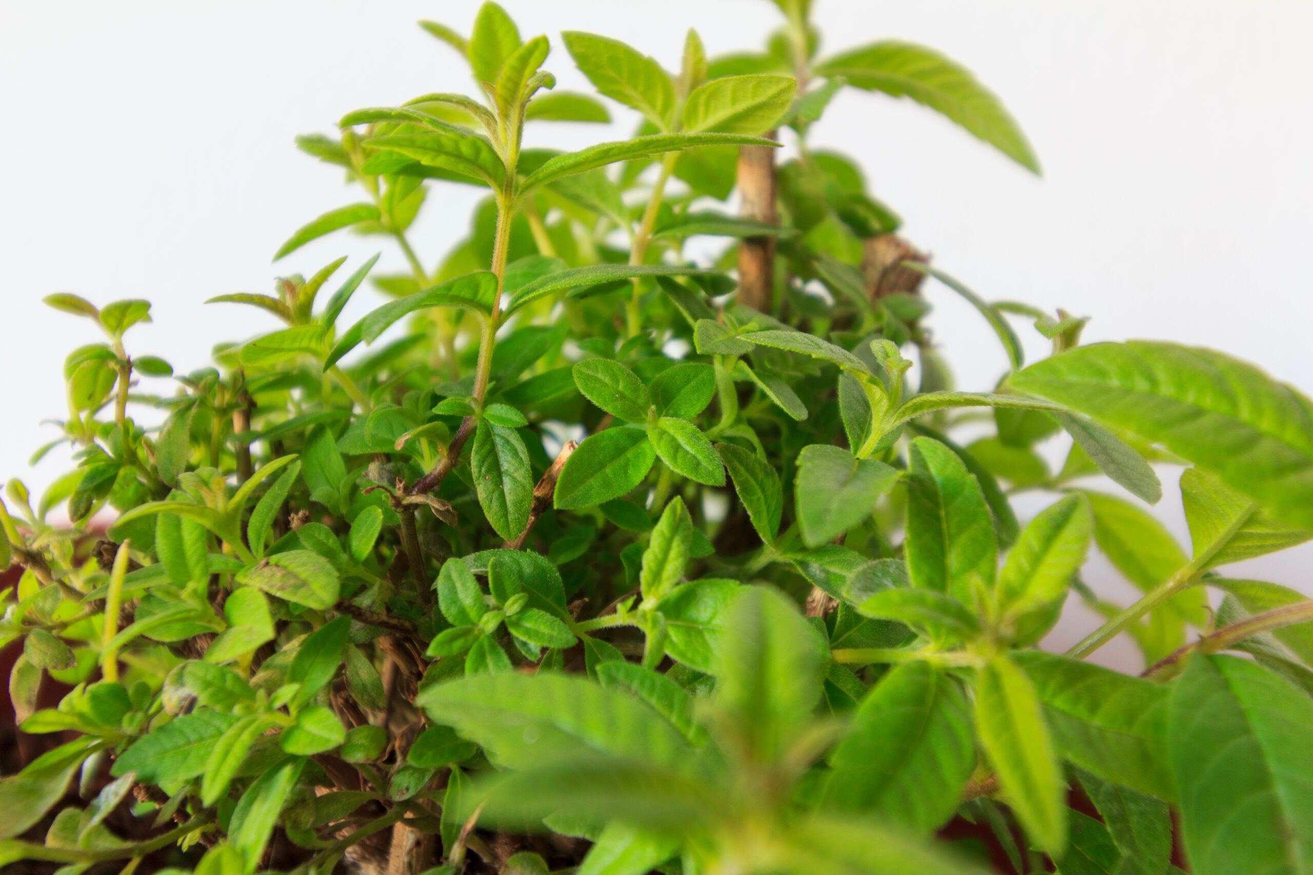 La verveine citronnée - l'Herbier du Diois : plantes aromatiques