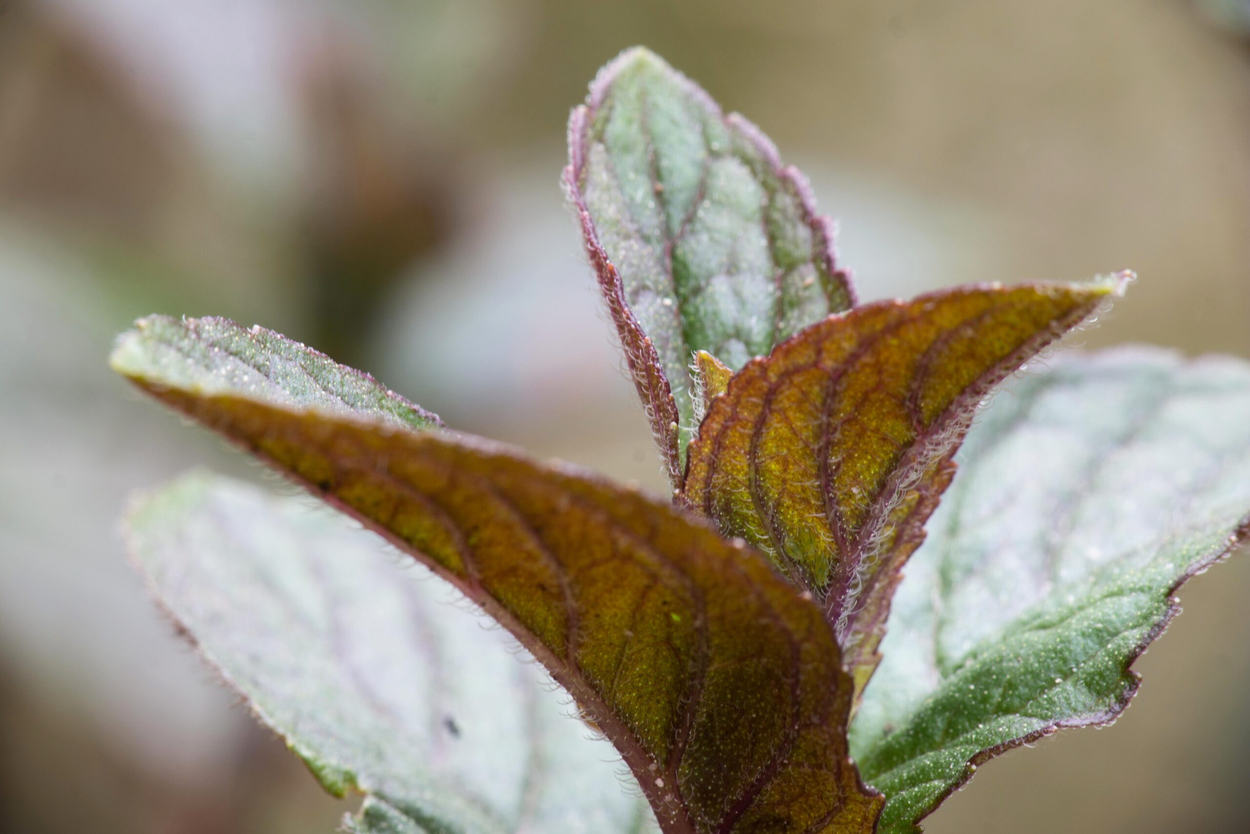 Menthe chocolat - Vente Mentha piperita Chocolate - Plant