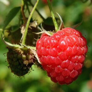 Framboise