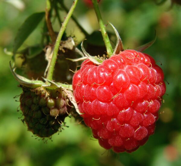 Framboise