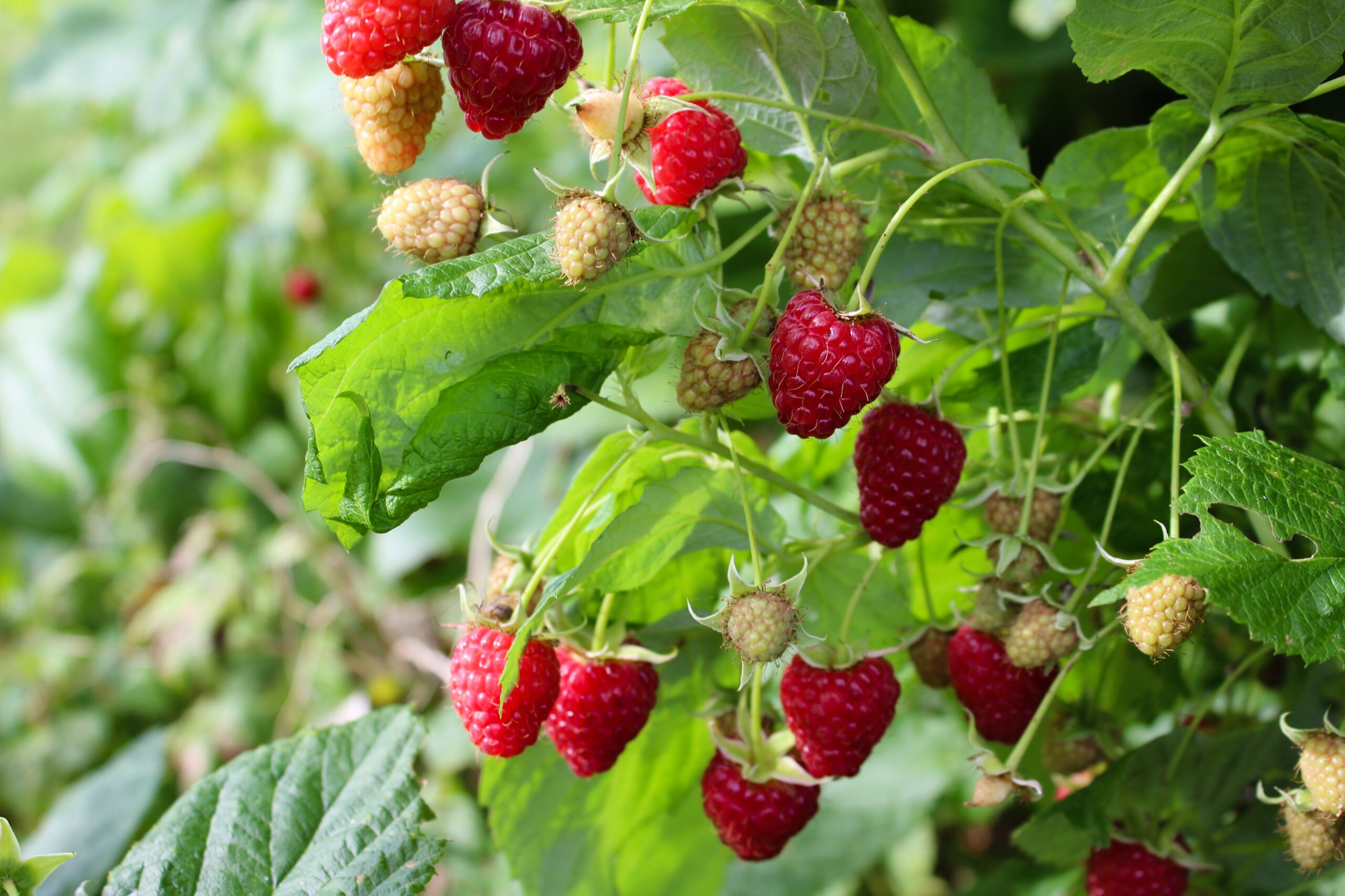 Framboisier nain sans épines - Vente Rubus idaeus 'Little Sweet Sister