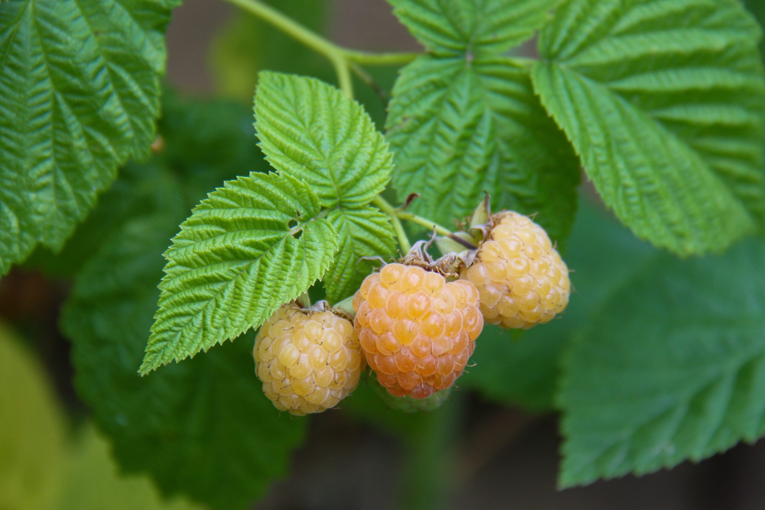 Framboisier Jaune Rubus Golden Everest BIO