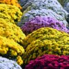 chrysantheme toussaint fleur