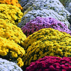 chrysantheme toussaint fleur