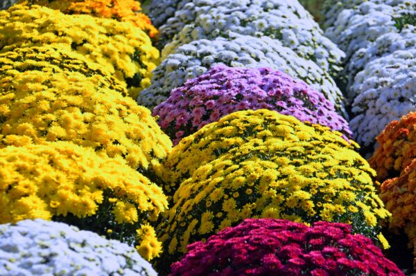 chrysantheme toussaint fleur