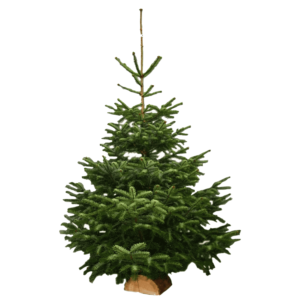 sapin nordmann naturel