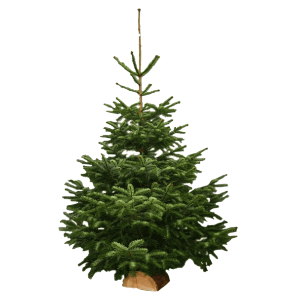 sapin nordmann naturel