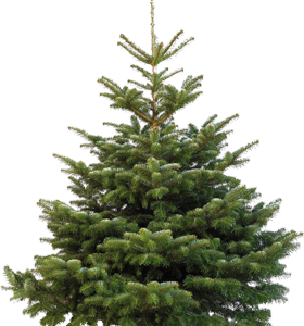 sapin nordmann
